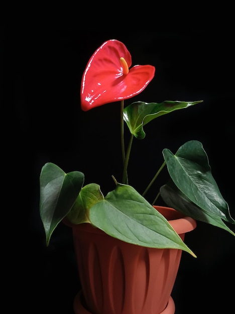 Foto anthurium en una maceta con una flor roja en forma de corazón