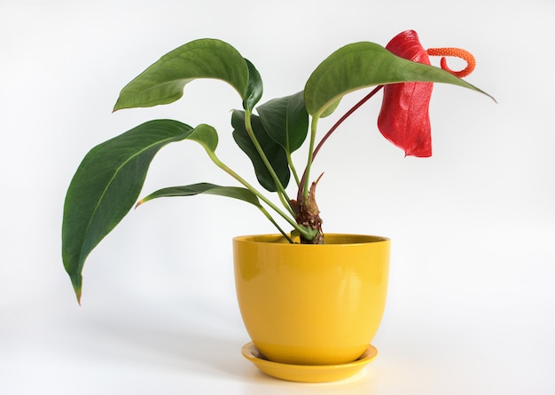 Anthurium en maceta sobre fondo blanco.