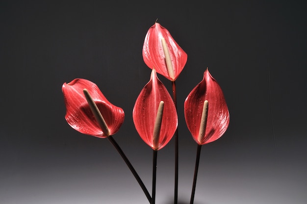 Anthurium rot