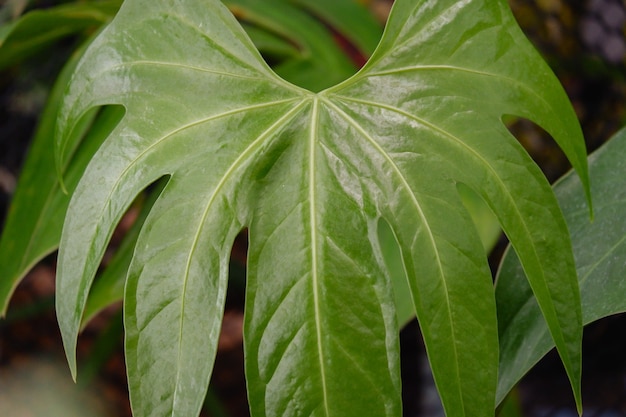 Anthurium verde anthurium pedatoradiatum hoja closeup