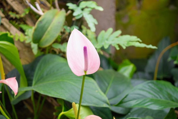 Anthuriumblumen im tropischen Gartenhintergrund