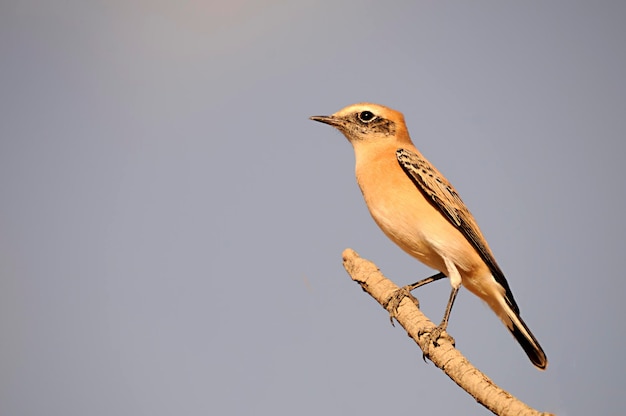 Anthus campestris - Der Landpieper, ein Singvogel der Familie Motacillidae