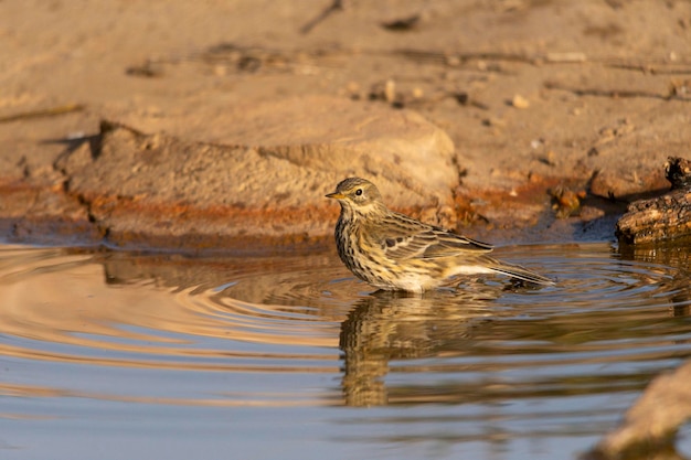 Anthus pratensis der Graspieper oder Feldpieper ein Singvogel der Familie der Motacilidae