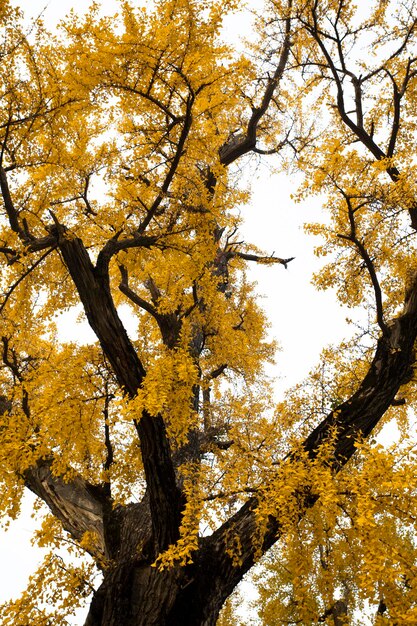 Antiga árvore ginkgo na Cidade Antiga de Qibao, Xangai