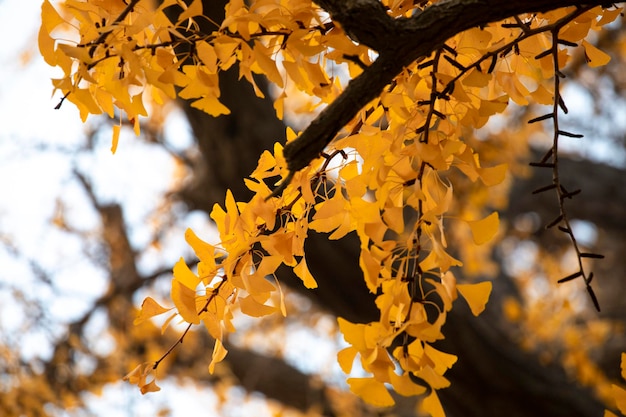 Antiga árvore ginkgo na Cidade Antiga de Qibao, Xangai