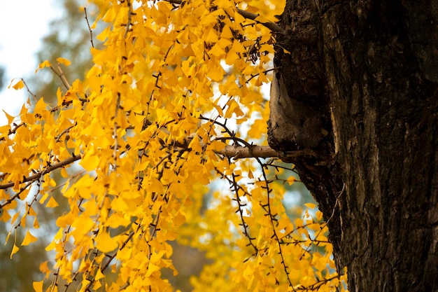 Antiga árvore ginkgo na Cidade Antiga de Qibao, Xangai