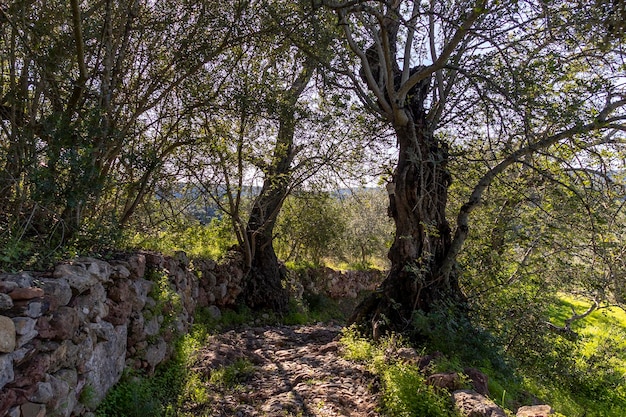 Antiga estrada romana na zona rural