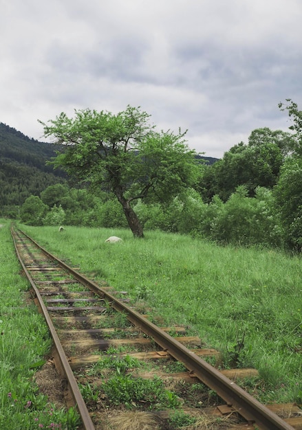 Antiga ferrovia de bitola estreita nos Cárpatos