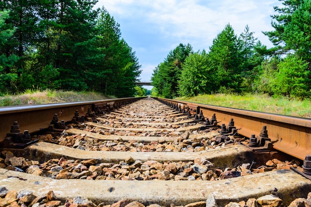 Antiga ferrovia na floresta no verão