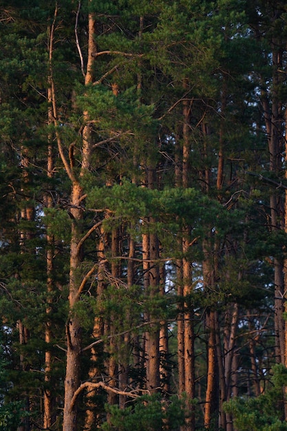 antiga floresta de pinheiros na margem arenosa alta do rio, árvores coníferas