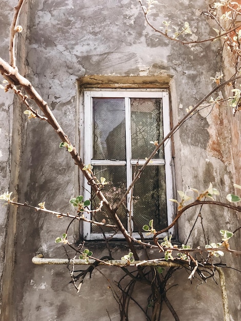 Foto antiga janela de madeira rústica na parede de concreto da casa envelhecida no ensolarado jardim botânico com galhos e novas folhas verdes frescas foto do telefone olá primavera