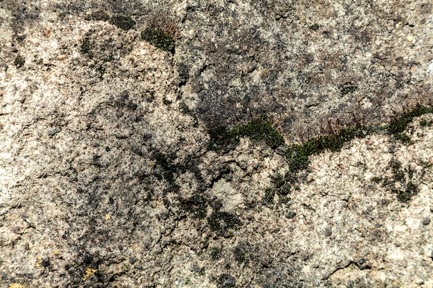 Antiga muralha branca com musgo verde