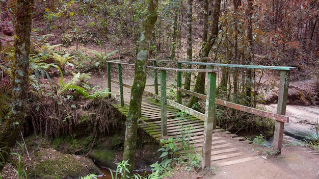 Antiga ponte de madeira na floresta