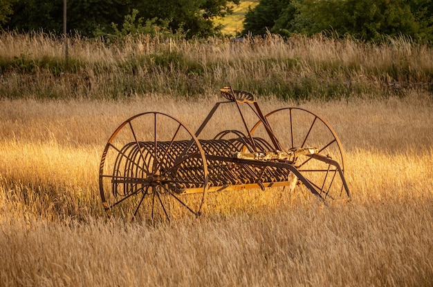 Foto antiga roseira de feno em um campo de agricultores ao pôr do sol