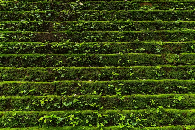 Antiga textura da parede de fundo com musgo verde Wat Umong Suan Puthatham é um templo budista em Chiang MaiTailândia