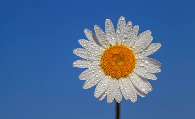 Antigas flores de camomila desbotadas no verão ou na primavera velhas flores de camomila com alguns defeitos nas pétalas crescem no campo