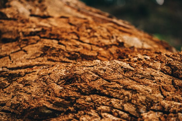 Foto antigo fundo de textura de casca de árvore podre seca