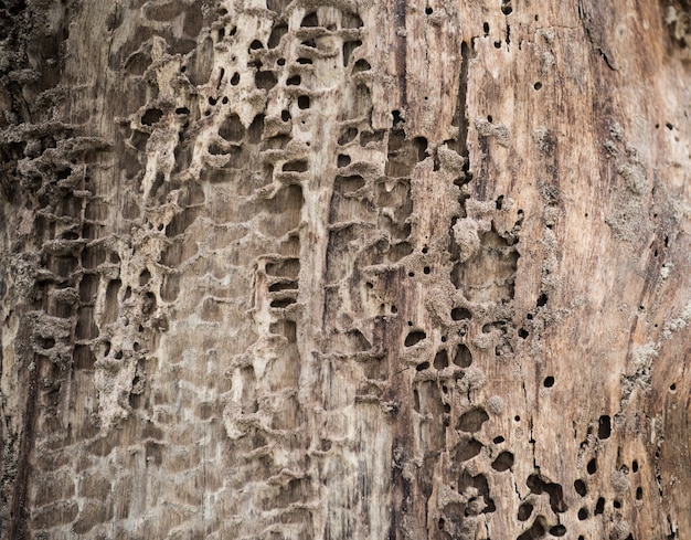 Foto antigo fundo de textura de madeira