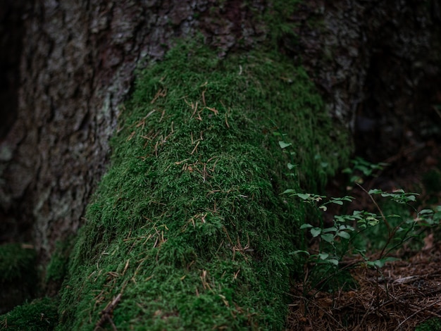 Antigo pilar de árvore coberto de musgo na floresta