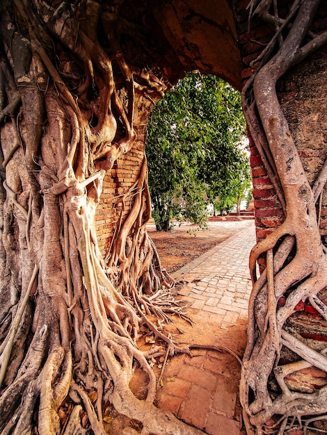 Antigo portão do templo em phra ngam As raízes das árvores e os portões de ayutthaya