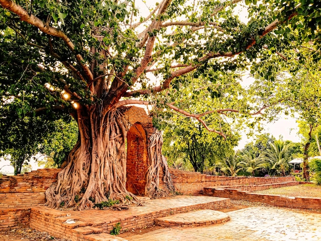 Antigo portão do templo em phra ngam As raízes das árvores e os portões de ayutthaya