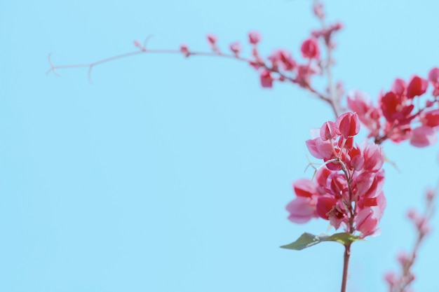 Antigonon Leptopus Hook.Et Arn Blume im Herbst.