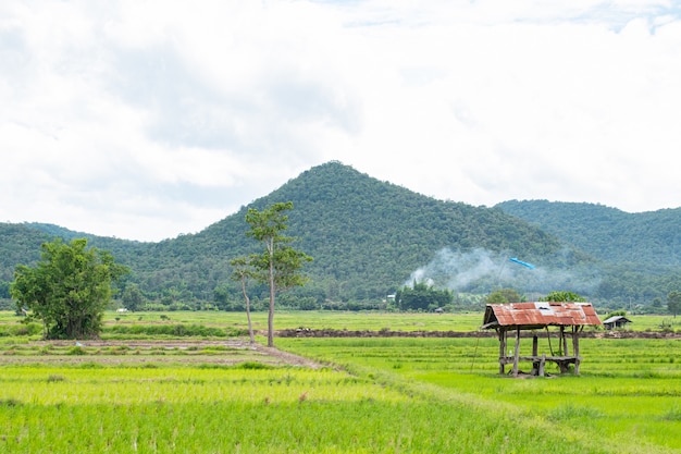 Antigua cabaña galvanizada en campos de arroz en crecimiento y montaña