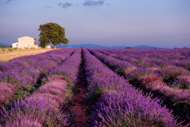 antigua casa de ladrillo y árbol solitario en el campo de lavanda en verano flores aromáticas moradas cerca de valensole en provence francia