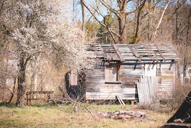 Antigua casa de madera abandonada en el pueblo cerca de cerezo floreciente