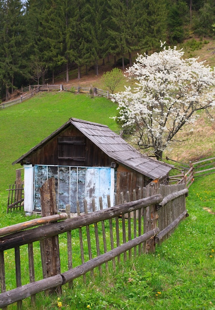 Antigua casa de madera con árbol de flor y valla en bosque