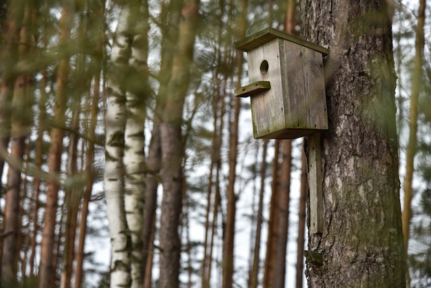 Antigua casa de madera para pájaros hecha a mano en el árbol.