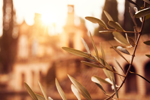 Antigua ciudad medieval iluminada por el sol visto desde un olivo