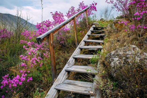 Antigua escalera con escalones de madera se eleva a una pequeña colina