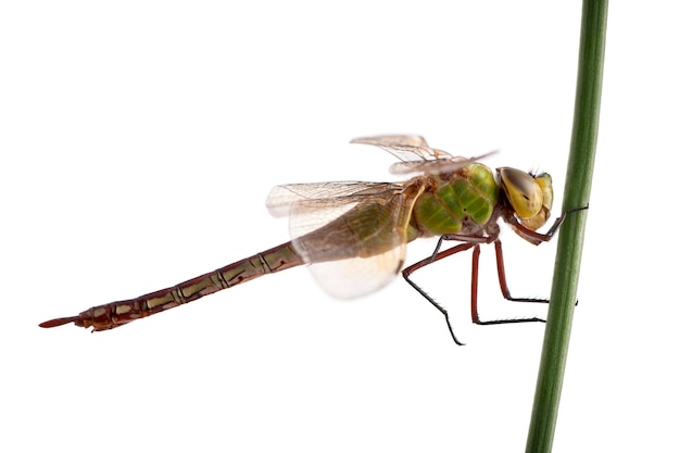 Antigua libélula emperador, Anax imperator, sobre brizna de hierba