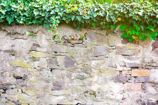 Antigua muralla medieval con ramas secas Arquitectura antigua y naturaleza Arbustos verdes bajo un castillo gris