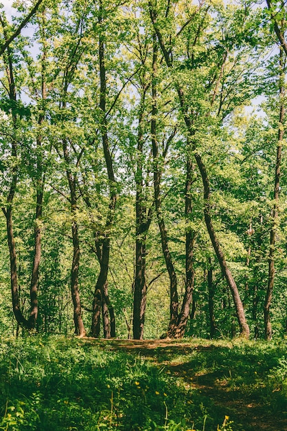 Antigua pasarela en el bosque en la soleada tarde de primavera