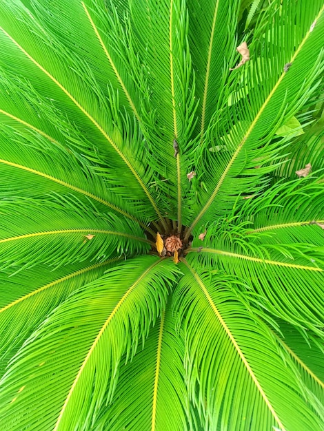 Foto antigua planta de cícadas o fondo de hojas verdes de palma de sagú, hojas verdes de cícadas hoja verde tropical