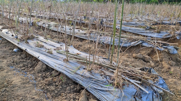 antigua tierra de cultivos hortícolas