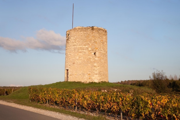 Antigua torre medieval de piedra en ruinas en un viñedo en un día soleado