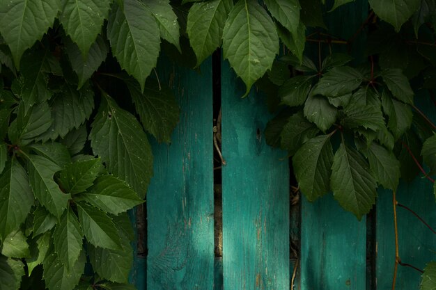 antigua valla de madera pintada con pintura verde en un marco de hojas de uva