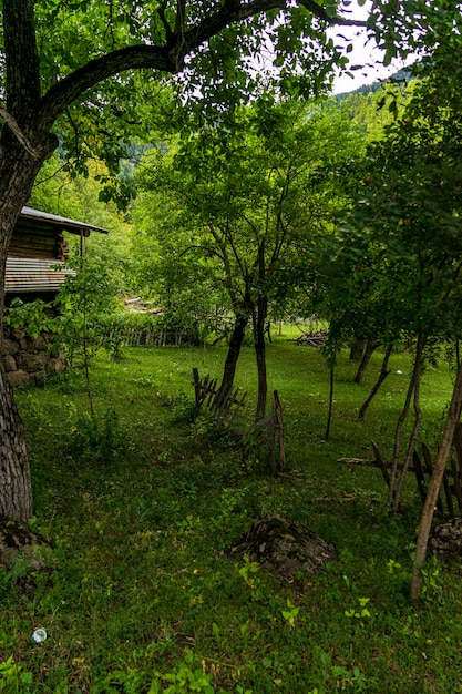 Antiguas casas de madera típicas del pueblo turco en la pradera verde en Artvin, Turquía