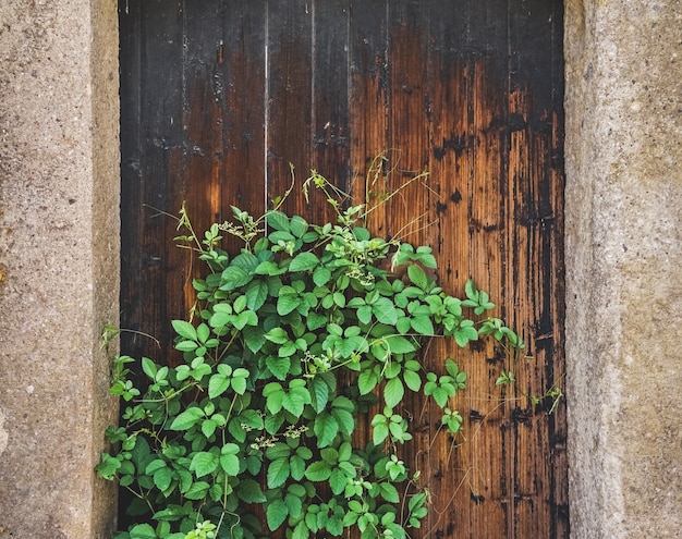 Antiguas puertas y plantas verdes