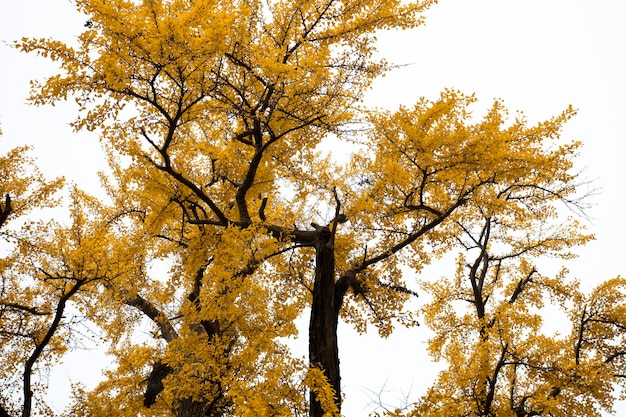 Antiguo árbol de ginkgo en la antigua ciudad de Qibao, Shanghai