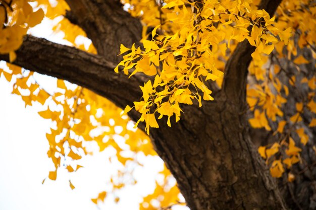 Foto antiguo árbol de ginkgo en la antigua ciudad de qibao, shanghai