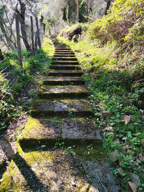 Antiguo camino de piedra entre santa margherite ligure y el pueblo de sectorego