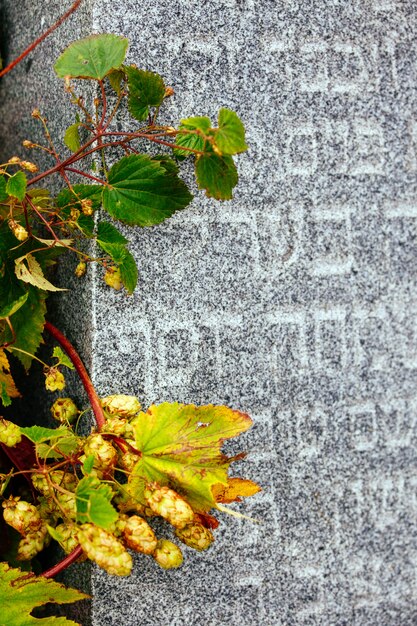 Un antiguo cementerio judío con símbolos religiosos.