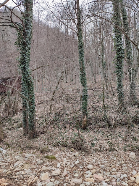 Antiguo edificio abandonado en medio del bosque con hiedra verde