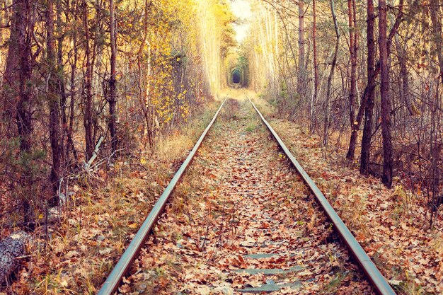 Antiguo ferrocarril en el bosque de otoño. Túnel natural