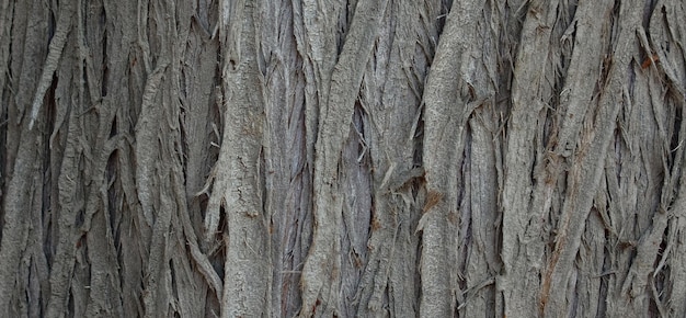 antiguo fondo de madera con textura