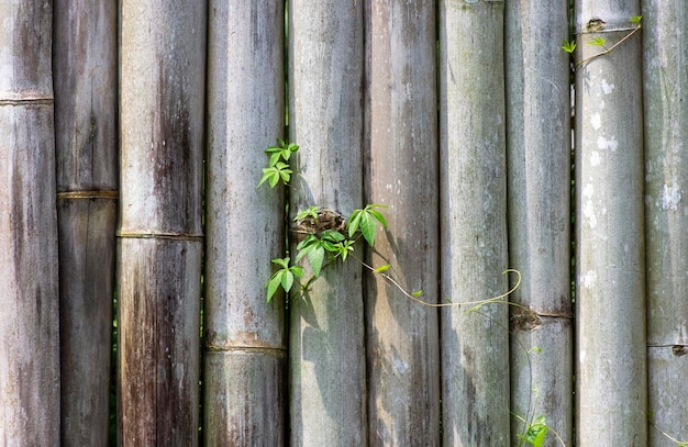 Antiguo fondo de valla de bambú con hojas verdes
